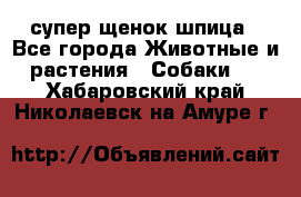супер щенок шпица - Все города Животные и растения » Собаки   . Хабаровский край,Николаевск-на-Амуре г.